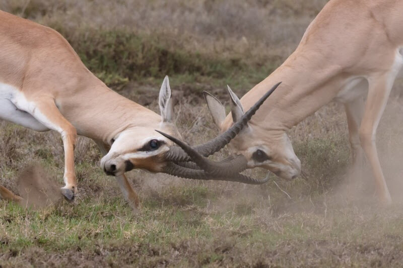 Two deer butt heads