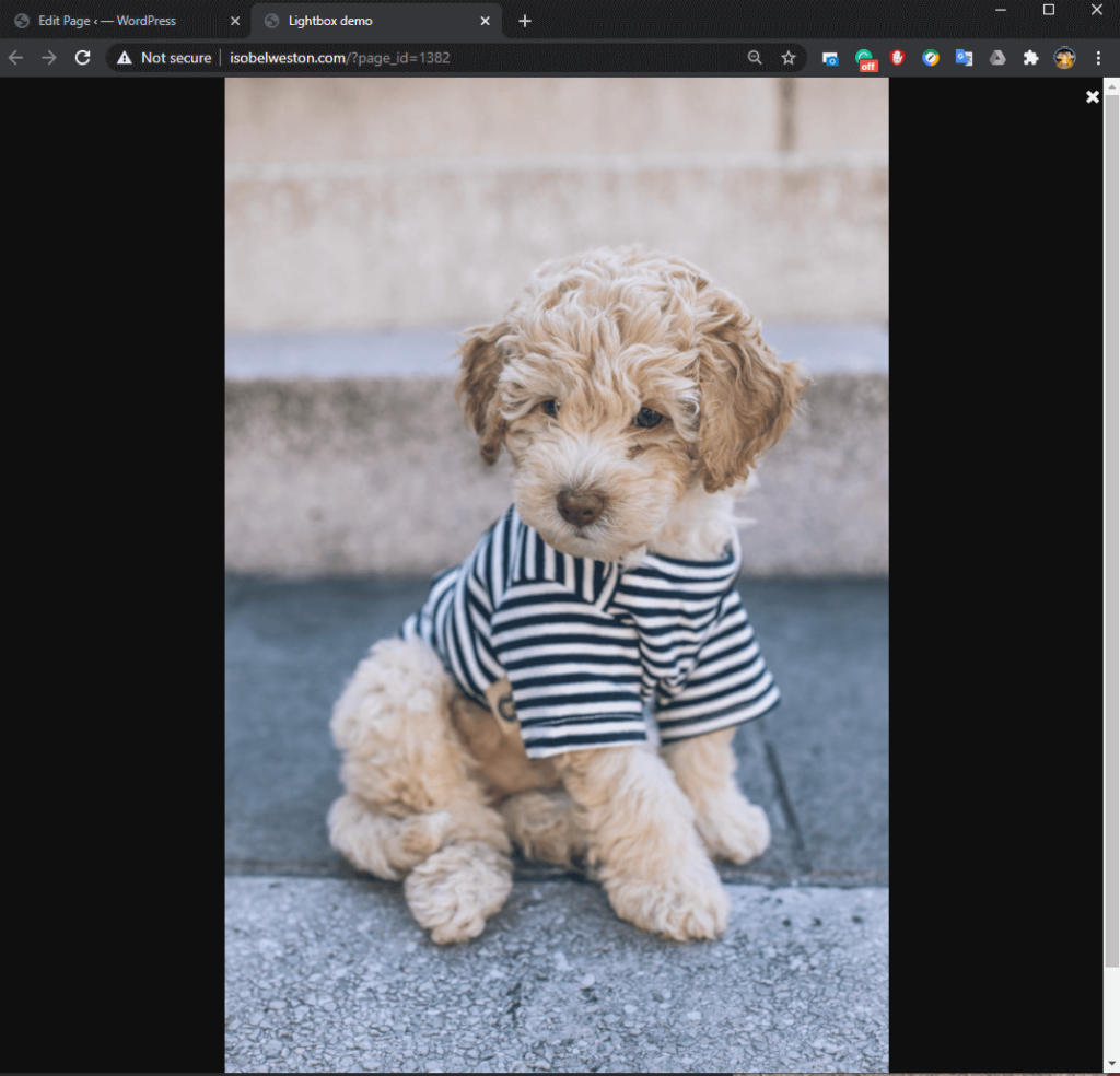 A photo of a puppy in a striped shirt on a black background.