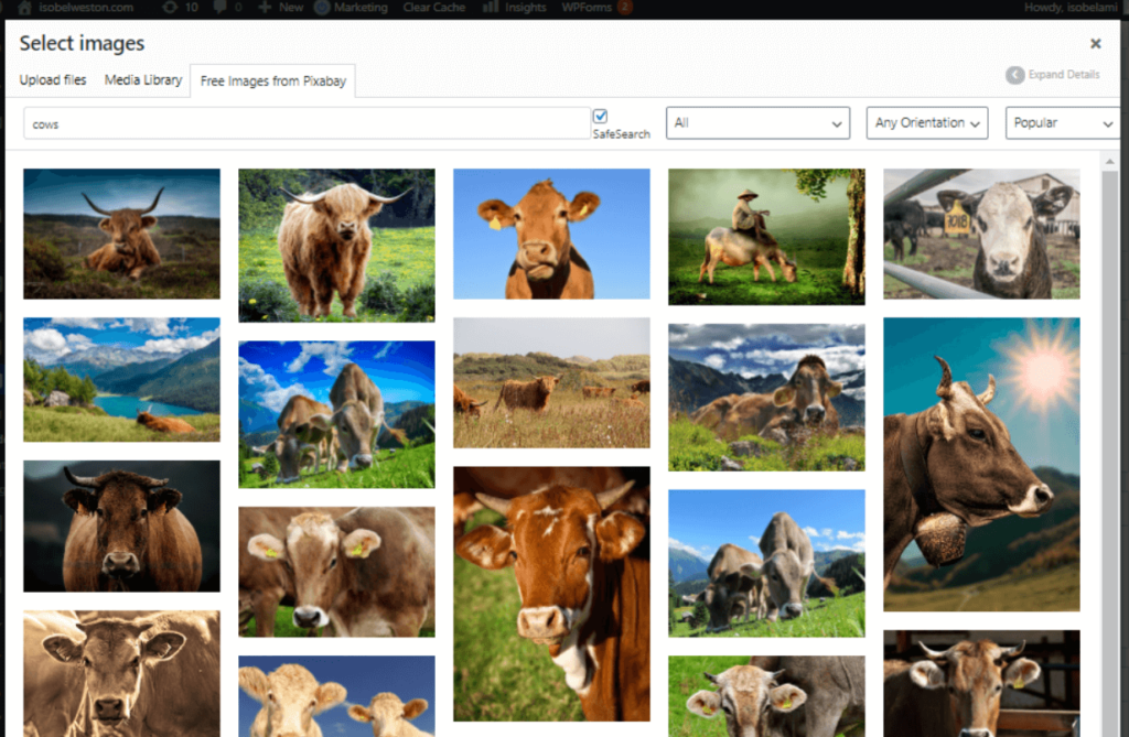 Collage of multiple images of cows from Pixabay